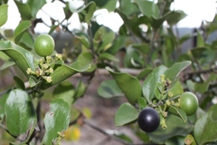 Jasminum roxburghianum